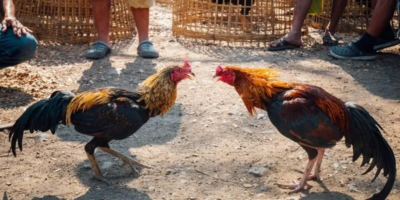 Cách Chọn Gà Chọi Hay Chuẩn Xác Số 1 Sư Kê Nào Cũng Cần Biết 4 Một số điểm cần chú ý khi chọn gà chọi